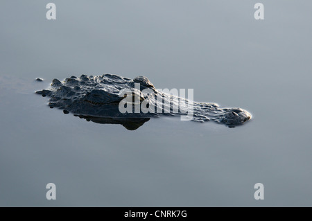 Amerikanischer Alligator (Alligator Mississippiensis), lauern auf Beute in ruhigem Wasser, USA, Florida, Everglades Nationalpark Stockfoto