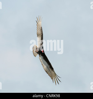 Türkei-Geier (Cathartes Aura), fliegen, USA, Florida, Everglades Nationalpark Stockfoto