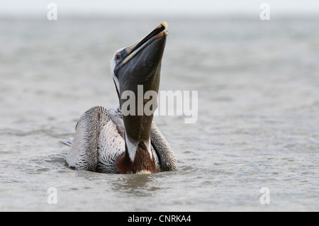 brauner Pelikan (Pelecanus Occidentalis), Schwimmen, heben den Kopf um Fische in seine Tasche, USA, Florida, Sanibel Island zu schlucken Stockfoto