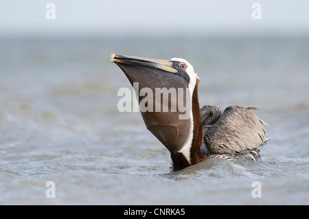 brauner Pelikan (Pelecanus Occidentalis), Schwimmen, heben den Kopf um Fische in seine Tasche, USA, Florida, Sanibel Island zu schlucken Stockfoto