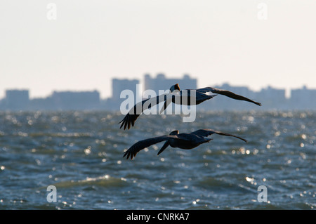 braune Pelikan (Pelecanus Occidentalis), zwei Personen fliegen über das Meer vor den Hotelgebäuden von Fort Myers, USA, Florida, Sanibel Island Stockfoto