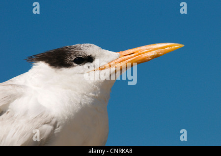 Königliche Seeschwalbe (Thalasseus Maximus, Sternea Maxima), Porträt, USA, Florida, Sanibel Island Stockfoto