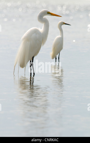 Silberreiher, Silberreiher (Egretta Alba, Casmerodius Albus, Ardea Alba), lauern auf Beute mit Snowy Silberreiher (Egretta unaufger) hinter, USA, Florida, Estero Lagune Stockfoto