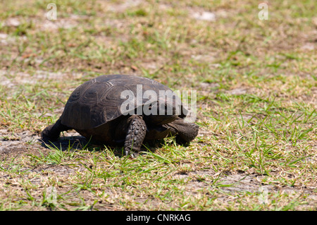 Gopher Schildkröte, Florida Gopher Schildkröte (Gopherus Polyphemus), zu Fuß über eine Wiese, USA, Florida Stockfoto