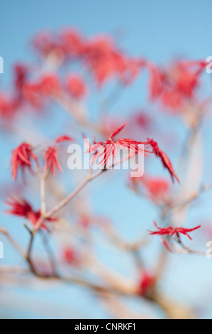 Acer palmatum Deshojo. Bonsai Japanischer Ahorn Baum Blätter gegen den blauen Himmel Stockfoto