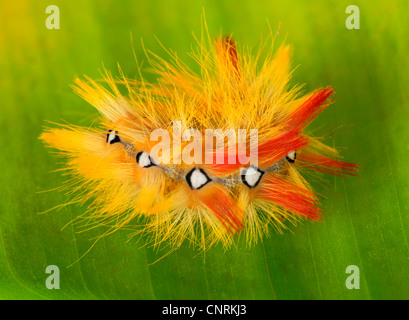 Bergahorn Motte (Acronicta Aceris), Verteidigung Haltung auf einem Blatt Stockfoto