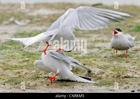 Seeschwalbe (Sterna Hirundo), Fütterung, Niederlande, Texel Stockfoto