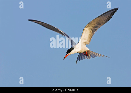 Seeschwalbe (Sterna Hirundo), fliegen, Niederlande, Texel Stockfoto