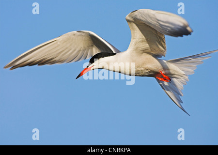 Seeschwalbe (Sterna Hirundo), fliegen, Griechenland, Kalloni Salinen, Lesbos Stockfoto