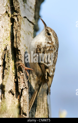 Schlangenadler Waldbaumläufer (Certhia Brachydactyla), Klettern auf einem Stiel, Mannheim, Luisenpark Mannheim, Baden-Württemberg, Deutschland Stockfoto