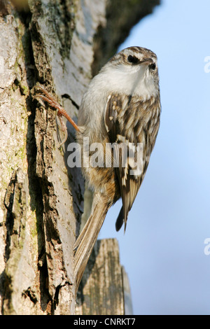 Schlangenadler Waldbaumläufer (Certhia Brachydactyla), Klettern auf einem Stiel, Mannheim, Luisenpark Mannheim, Baden-Württemberg, Deutschland Stockfoto