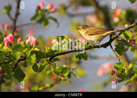 Garten-Grasmücke (Sylvia borin), sitzt auf einem Zweig, Deutschland, Rheinland-Pfalz Stockfoto