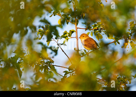 Garten-Grasmücke (Sylvia borin), sitzt auf einem Zweig, Deutschland, Rheinland-Pfalz Stockfoto