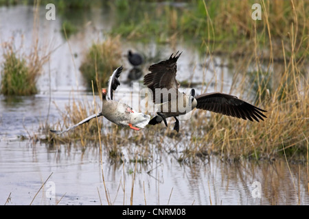 Graugans (Anser Anser), verjagt von Kanadagans (Branta Canadensis), Deutschland, Rheinland-Pfalz Stockfoto