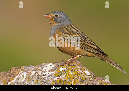 Cretzschmar-Wimpel (Emberiza Caesia), sitzen auf Stein, Griechenland, Lesbos Stockfoto