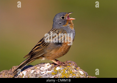 Cretzschmar der Ammer (Emberiza Caesia), singen, Griechenland, Lesbos Stockfoto