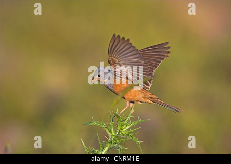 Cretzschmar (Emberiza Caesia) Ammer, sitzen, flatternden Flügeln, Griechenland, Lesbos Stockfoto