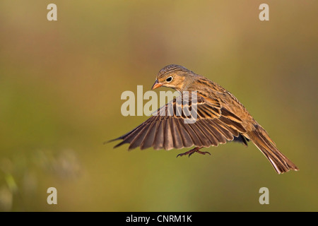 Cretzschmar der Ammer (Emberiza Caesia), weibliche fliegen, Griechenland, Lesbos Stockfoto