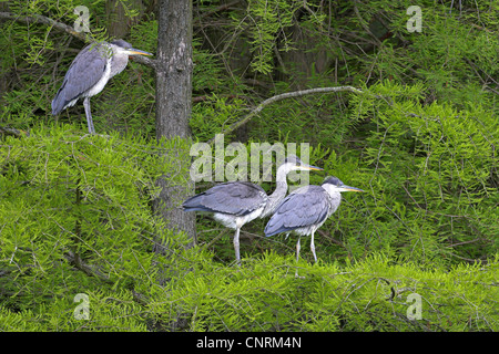 Graureiher (Ardea Cinerea), drei Personen auf einem Baum, Deutschland, Baden-Württemberg Stockfoto