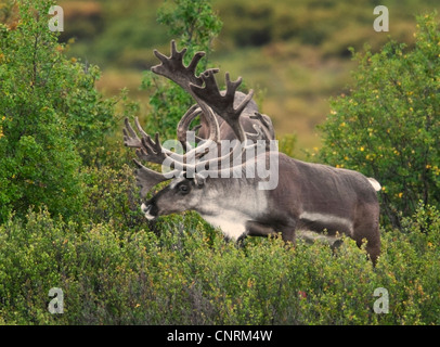 Caribou Bulls (Rangifer Tarandus) mit Geweih in samt ernähren sich von der Vegetation in den Sommermonaten in Alaska Stockfoto