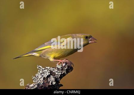 westlichen Grünfink (Zuchtjahr Chloris), sitzen auf Holz, Deutschland Stockfoto