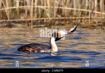 Haubentaucher einen Fisch fangen Stockfoto