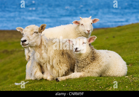 Hausschaf (Ovis Ammon F. Aries), Mutter Schaf mit zwei Lämmern, Fair Isle, Shetland-Inseln, Schottland, Vereinigtes Königreich Stockfoto