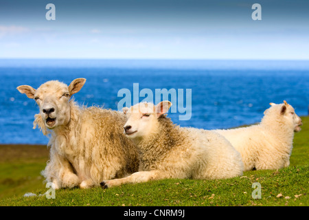 Hausschaf (Ovis Ammon F. Aries), Mutter Schaf mit zwei Lämmern, Fair Isle, Shetland-Inseln, Schottland, Vereinigtes Königreich Stockfoto