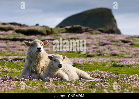 Hausschaf (Ovis Ammon F. Aries), Mutter Schaf mit Lamm, Fair Isle, Shetland-Inseln, Schottland, Vereinigtes Königreich Stockfoto