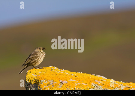 Rock Pitpit (Anthus Petrosus), mit Beute auf Felsen bedeckt mit Flechten, Fair Isle, Shetland-Inseln, Schottland, Vereinigtes Königreich Stockfoto