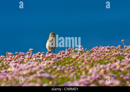 nördlichen Steinschmätzer (Oenanthe Oenanthe), Frau am Strand mit Sparkassen, Fair Isle, Shetland-Inseln, Schottland, Vereinigtes Königreich Stockfoto