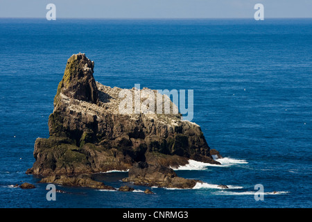 Basstölpel (Sula Bassana, Morus Bassanus), Kolonie auf einem Felsen in der Nähe der Nordküste, Fair Isle, Shetland-Inseln, Schottland, Vereinigtes Königreich Stockfoto