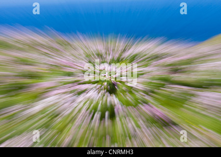 Meer-Sparsamkeit, westlichen Sparsamkeit (Armeria Maritima), Blumenteppich, zoom-Effekt, Fair Isle, Shetland-Inseln, Schottland, Vereinigtes Königreich Stockfoto