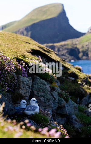nördlichen Fulmar (Fulmarus Cyclopoida), auf dem Nest zwischen Sparkassen bei Gegenlicht, Fair Isle, Shetland-Inseln, Schottland, Vereinigtes Königreich Stockfoto