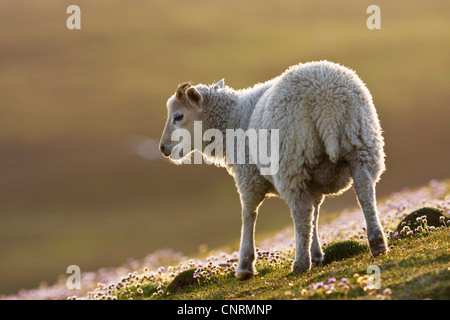Hausschaf (Ovis Ammon F. Aries), männliche Lamm bei Gegenlicht mit Meer Sparsamkeit, Fair Isle, Shetland-Inseln, Schottland, Vereinigtes Königreich Stockfoto