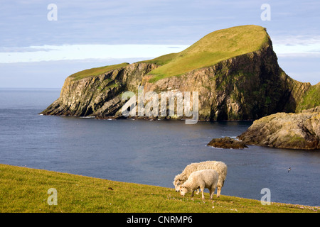 Hausschaf (Ovis Ammon F. Aries), weibliche Schafe und Lamm an der Küste von Fair-Isle, im Hintergrund Sheep Rock, Großbritannien, Schottland, Shetland-Inseln, Fair-Isle Stockfoto