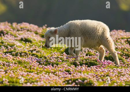 Hausschaf (Ovis Ammon F. Aries), Lamm mit Meer Sparsamkeit bei Gegenlicht, Fair Isle, Shetland-Inseln, Schottland, Vereinigtes Königreich Stockfoto