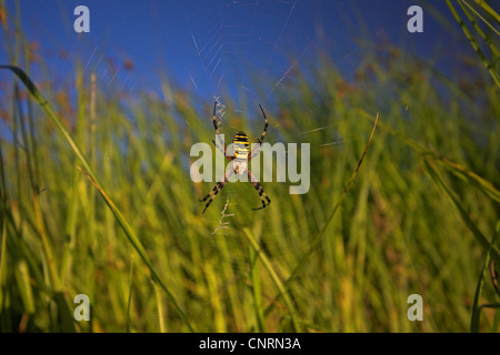 schwarz-gelbe Argiope, schwarz und gelb Kreuzspinne (Argiope Bruennichi), im Spinnennetz auf Wiese, Deutschland, Rheinland-Pfalz Stockfoto