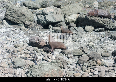 New Zealand Pelzrobben, Arctocephalus Forsteri (Kekeno in Maori) am Cape Palliser, auf Neuseelands Nordinsel Stockfoto