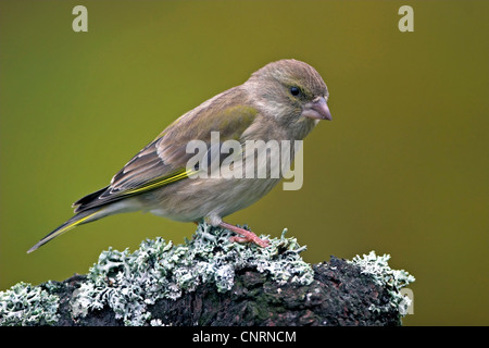 westlichen Grünfink (Zuchtjahr Chloris), am Baum Haken mit Flechten, Deutschland Stockfoto