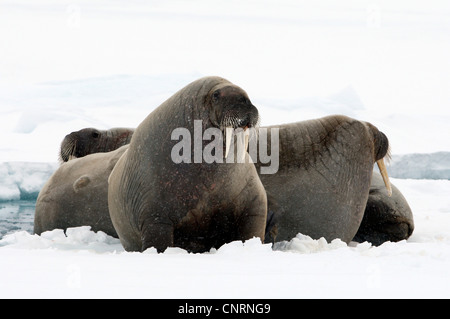 Walross (Odobenus Rosmarus), zwei Individuen auf Packeis, Norwegen, Spitzbergen, Magdalenefjord Stockfoto