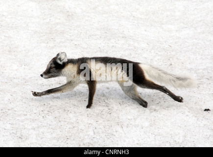 Polarfuchs, Polarfuchs (Alopex Lagopus, Vulpes Lagopus), überfahren Eis, Norwegen, Spitzbergen, Hornsund Stockfoto