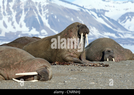 Walross (Odobenus Rosmarus), drei Personen auf dem Strand, Norwegen, Spitzbergen, Poolepynten Stockfoto