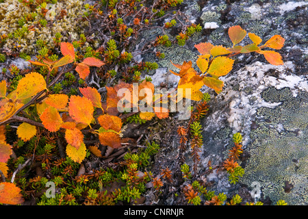 Birke (Betula spec.), Herbst in Tundra, Norwegen, Troms, Kval ya Stockfoto