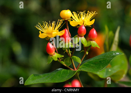 Tutsan (Hypericum Androsaemum), mit Blumen und Früchten, Deutschland Stockfoto