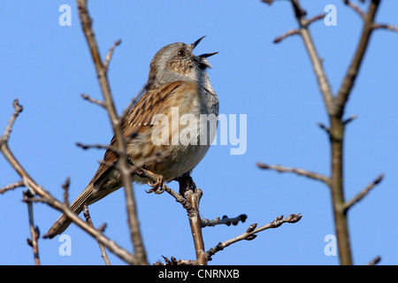 Heckenbraunelle (Prunella Modularis), singt auf einem Zweig, Deutschland Stockfoto