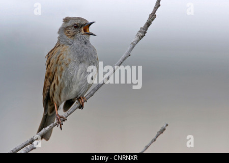 Heckenbraunelle (Prunella Modularis), singt auf einem Zweig, Deutschland Stockfoto