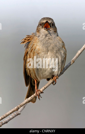 Heckenbraunelle (Prunella Modularis), singt auf einem Zweig, Deutschland Stockfoto