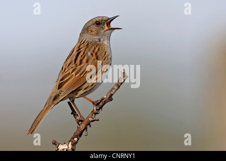 Heckenbraunelle (Prunella Modularis), singt auf einem Zweig, Deutschland Stockfoto