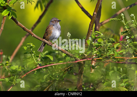 Heckenbraunelle (Prunella Modularis), im Gebüsch, Deutschland Stockfoto